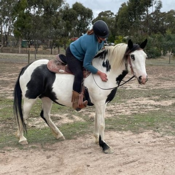 Meet your Posher, Ollie - Picture 1 of 1